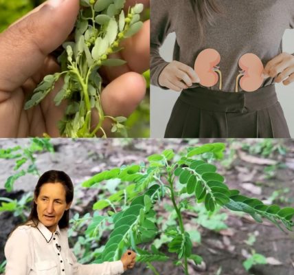 Could This Ancient Herb Shatter Your Silent Health Struggles Overnight? Could This Ancient Herb Shatter Your Silent Health Struggles Overnight?