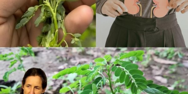 Could This Ancient Herb Shatter Your Silent Health Struggles Overnight?