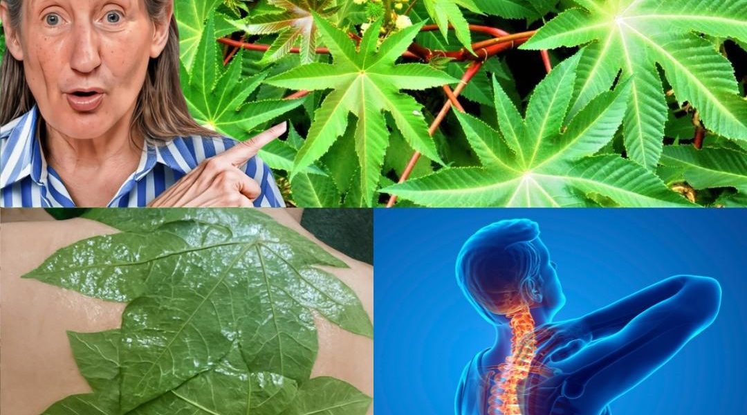 Nature’s Secret for Wellness and Comfort Nature’s Secret for Wellness and Comfort