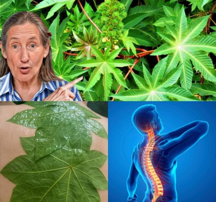 Nature’s Secret for Wellness and Comfort Nature’s Secret for Wellness and Comfort