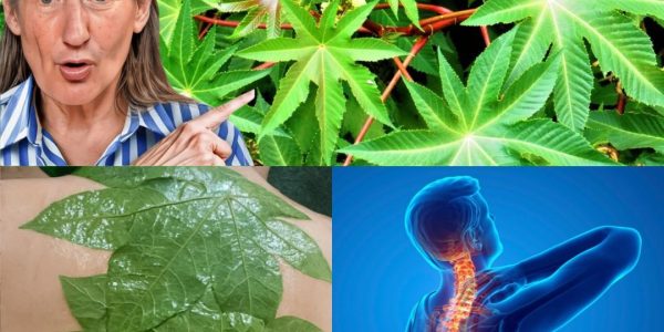 Nature’s Secret for Wellness and Comfort