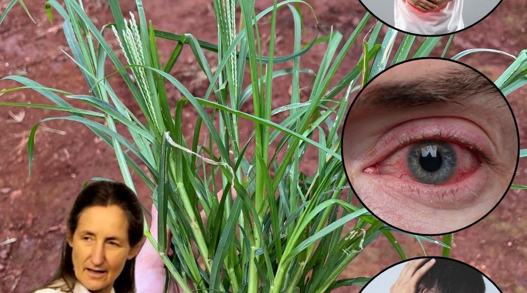 Goosegrass’s 10 Hidden Healing Secrets Revealed Goosegrass’s 10 Hidden Healing Secrets Revealed