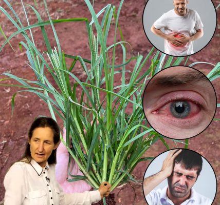 Goosegrass’s 10 Hidden Healing Secrets Revealed Goosegrass’s 10 Hidden Healing Secrets Revealed