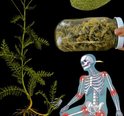 🌿 Yarrow: The Ancient Herb That Unlocks Vibrant Health in Minutes 🌿 Yarrow: The Ancient Herb That Unlocks Vibrant Health in Minutes