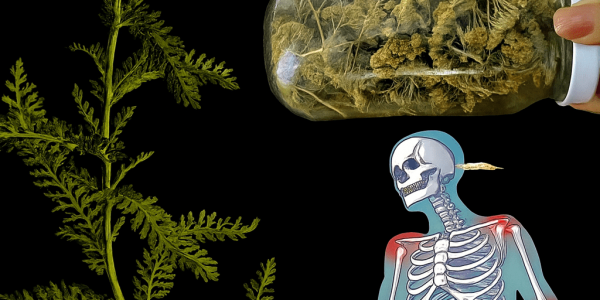 🌿 Yarrow: The Ancient Herb That Unlocks Vibrant Health in Minutes 🌿 Yarrow: The Ancient Herb That Unlocks Vibrant Health in Minutes