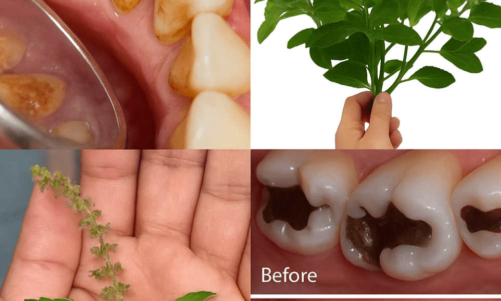 How Holy Basil (Tulsi) Transforms Your Oral Health! 🦷 How Holy Basil (Tulsi) Transforms Your Oral Health! 🦷