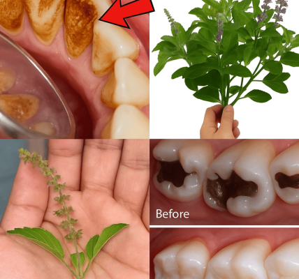 How Holy Basil (Tulsi) Transforms Your Oral Health! 🦷 How Holy Basil (Tulsi) Transforms Your Oral Health! 🦷