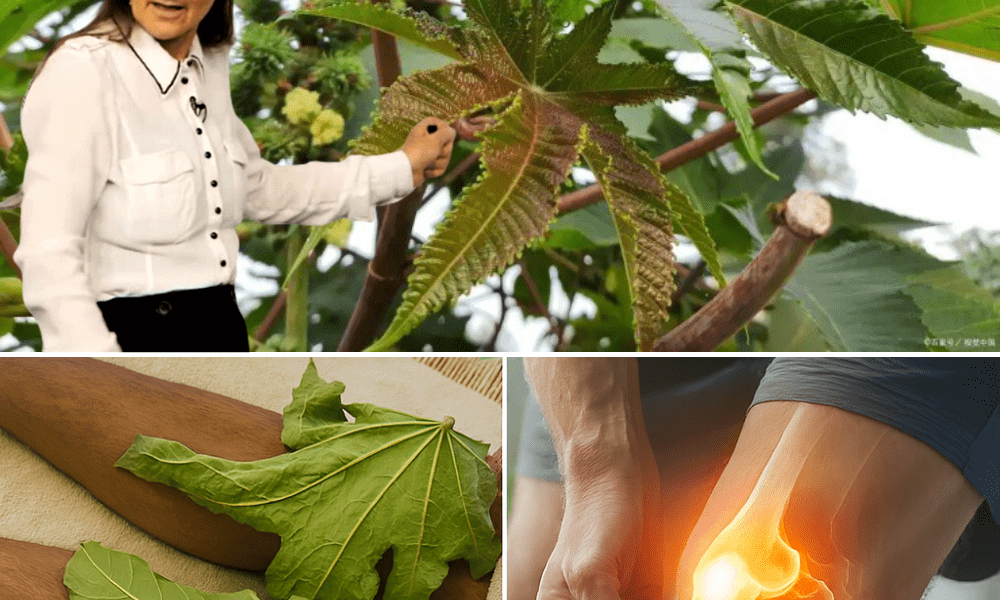 Nature’s Overlooked Healer Nature’s Overlooked Healer