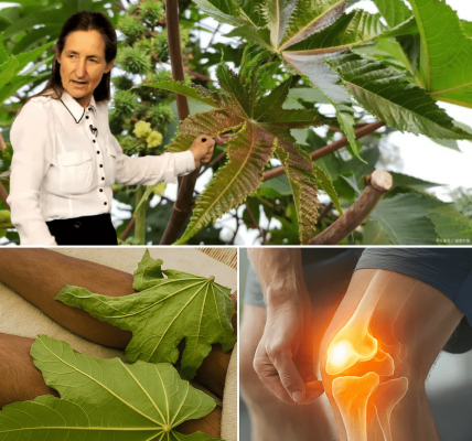 Nature’s Overlooked Healer Nature’s Overlooked Healer