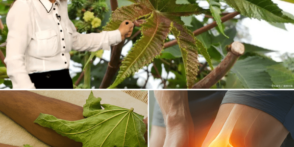 Nature’s Overlooked Healer