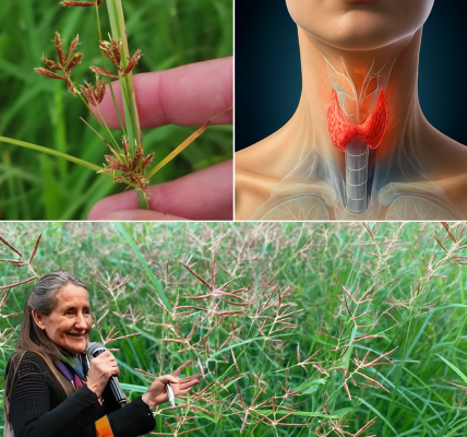 🌱 Cyperus Rotundus: The Ancient Herb Revolutionizing Modern Wellness 🌱 Cyperus Rotundus: The Ancient Herb Revolutionizing Modern Wellness