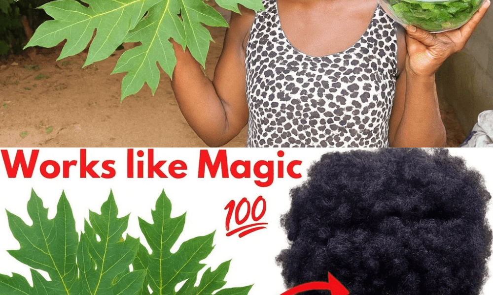 đż Papaya Leaves: The Secret Hair Growth Elixir Youâll Wish You Tried Sooner đż Papaya Leaves: The Secret Hair Growth Elixir Youâll Wish You Tried Sooner