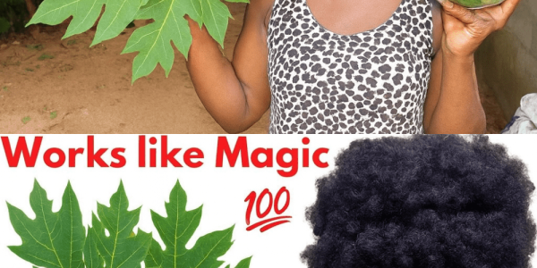 🌿 Papaya Leaves: The Secret Hair Growth Elixir You’ll Wish You Tried Sooner 🌿 Papaya Leaves: The Secret Hair Growth Elixir You’ll Wish You Tried Sooner