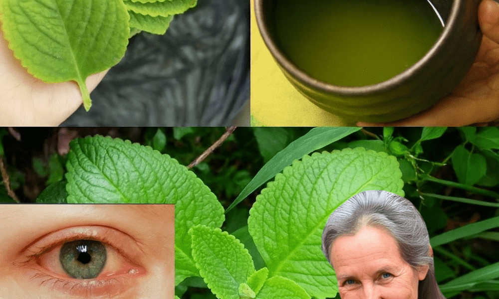 🌿 Unlock the Hidden Power of Oregano: 18 Reasons It’s Your New Wellness Essential 🌿 Unlock the Hidden Power of Oregano: 18 Reasons It’s Your New Wellness Essential