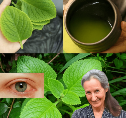 🌿 Unlock the Hidden Power of Oregano: 18 Reasons It’s Your New Wellness Essential 🌿 Unlock the Hidden Power of Oregano: 18 Reasons It’s Your New Wellness Essential