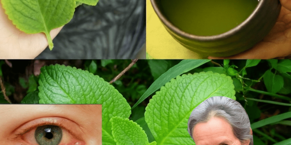 🌿 Unlock the Hidden Power of Oregano: 18 Reasons It’s Your New Wellness Essential 🌿 Unlock the Hidden Power of Oregano: 18 Reasons It’s Your New Wellness Essential