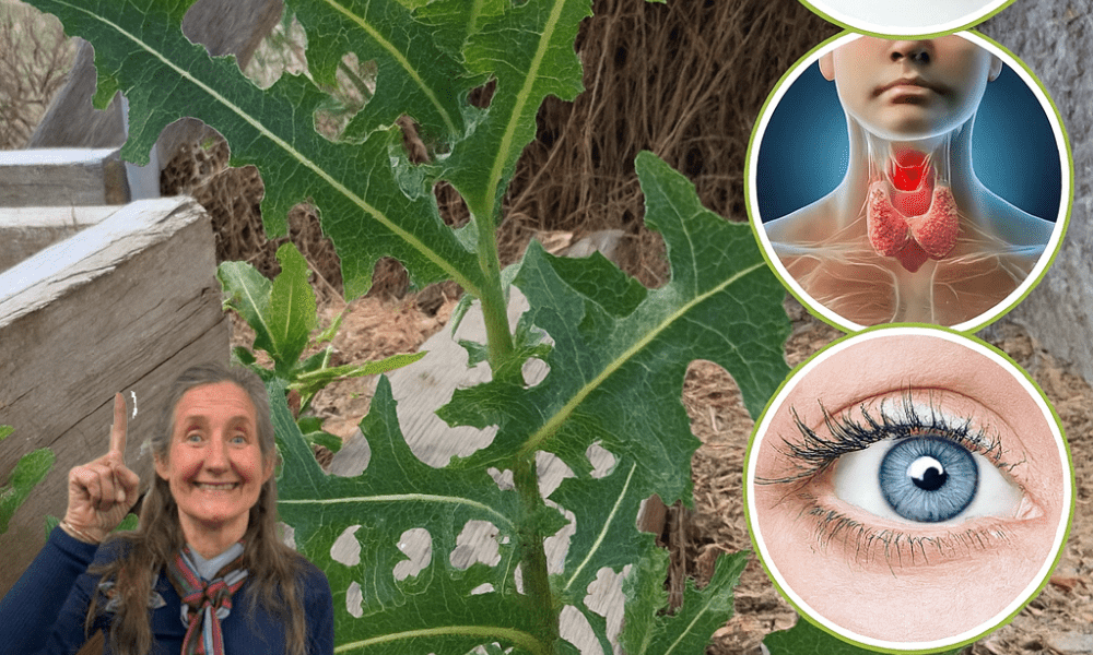 🌿 Unlock the Hidden Power of Wild Lettuce Sap: Nature’s Secret for Pain, Sleep, and Serenity