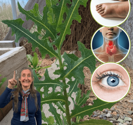🌿 Unlock the Hidden Power of Wild Lettuce Sap: Nature’s Secret for Pain, Sleep, and Serenity 🌿 Unlock the Hidden Power of Wild Lettuce Sap: Nature’s Secret for Pain, Sleep, and Serenity