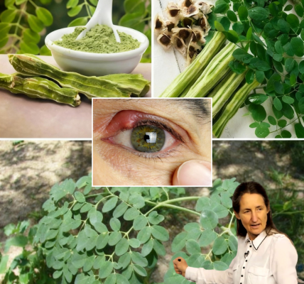 🌿 Unleash the Power of Moringa: The Miracle Tree That Transforms Your Health 🌿 Unleash the Power of Moringa: The Miracle Tree That Transforms Your Health