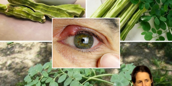 🌿 Unleash the Power of Moringa: The Miracle Tree That Transforms Your Health