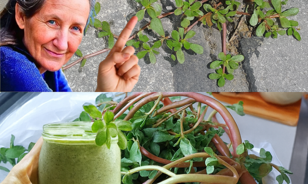 From Weed to Wonder: Why Purslane is the 10-in-1 Superfood You’re Ignoring