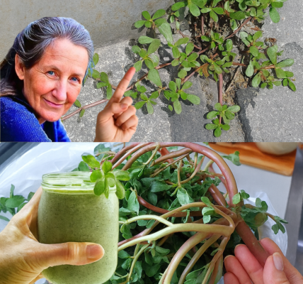 From Weed to Wonder: Why Purslane is the 10-in-1 Superfood Youâre Ignoring From Weed to Wonder: Why Purslane is the 10-in-1 Superfood Youâre Ignoring