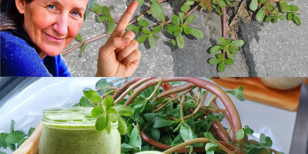 From Weed to Wonder: Why Purslane is the 10-in-1 Superfood You’re Ignoring