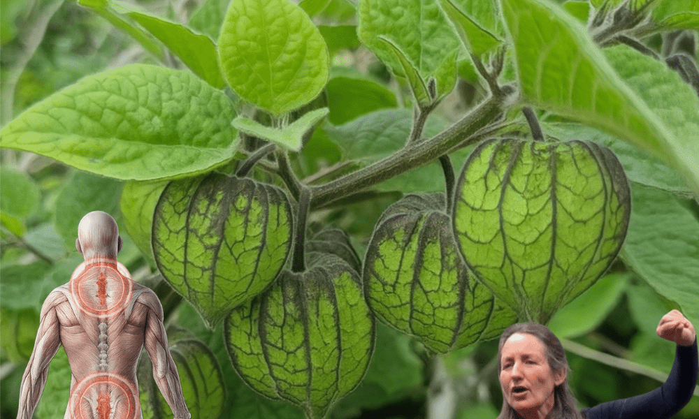 Goldenberry Magic: Unlocking the Surprising Health Benefits of Physalis Peruviana Goldenberry Magic: Unlocking the Surprising Health Benefits of Physalis Peruviana