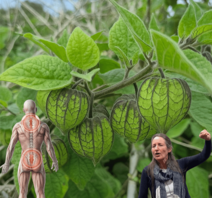 Goldenberry Magic: Unlocking the Surprising Health Benefits of Physalis Peruviana Goldenberry Magic: Unlocking the Surprising Health Benefits of Physalis Peruviana