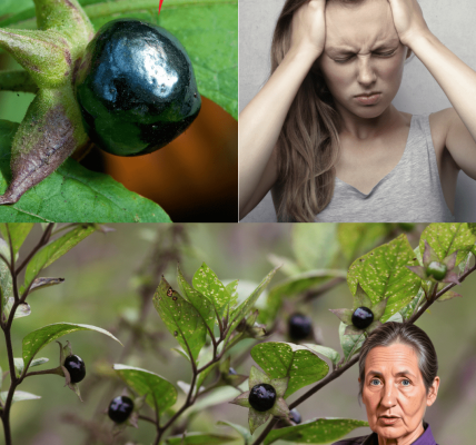 🌿 The Beautiful Yard Invader You Never Knew Could Kill: Datura’s Deadly Secrets Exposed! 🌿 The Beautiful Yard Invader You Never Knew Could Kill: Datura’s Deadly Secrets Exposed!