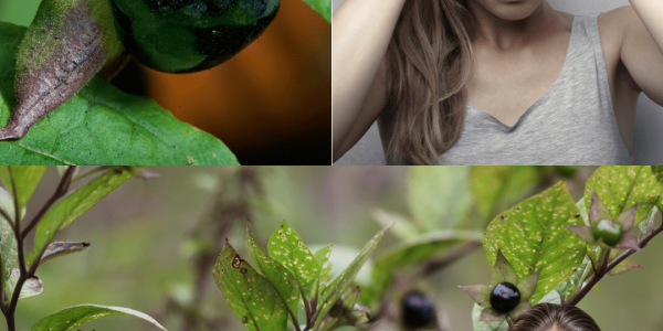 🌿 The Beautiful Yard Invader You Never Knew Could Kill: Datura’s Deadly Secrets Exposed!