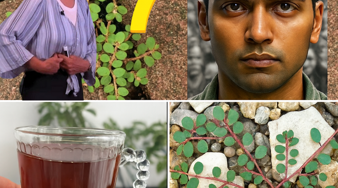 đż The Enigmatic Healer: Euphorbia Thymifoliaâs Ancient Secrets to Modern Wellness Revealed đż The Enigmatic Healer: Euphorbia Thymifoliaâs Ancient Secrets to Modern Wellness Revealed