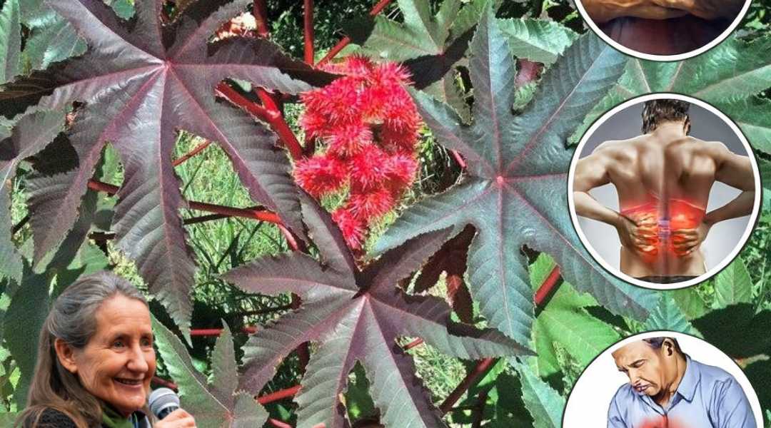 šæ The Forgotten Healer in Your Garden: Why Castor Leaves Could Be Natureās Most Powerful Secret šæ The Forgotten Healer in Your Garden: Why Castor Leaves Could Be Natureās Most Powerful Secret