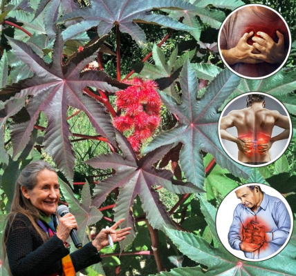 🌿 The Forgotten Healer in Your Garden: Why Castor Leaves Could Be Nature’s Most Powerful Secret 🌿 The Forgotten Healer in Your Garden: Why Castor Leaves Could Be Nature’s Most Powerful Secret