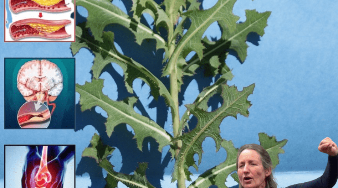 🌿 Unveiling the Hidden Power of Prickly Lettuce: Nature’s Overlooked Superhero