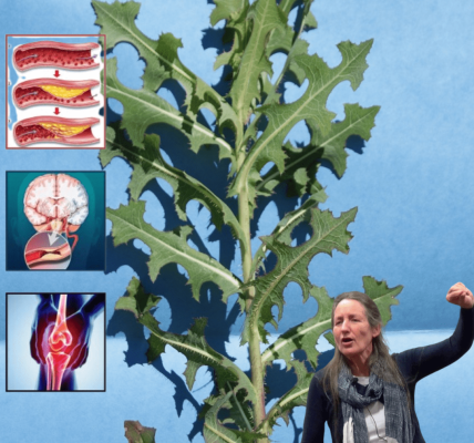 🌿 Unveiling the Hidden Power of Prickly Lettuce: Nature’s Overlooked Superhero 🌿 Unveiling the Hidden Power of Prickly Lettuce: Nature’s Overlooked Superhero