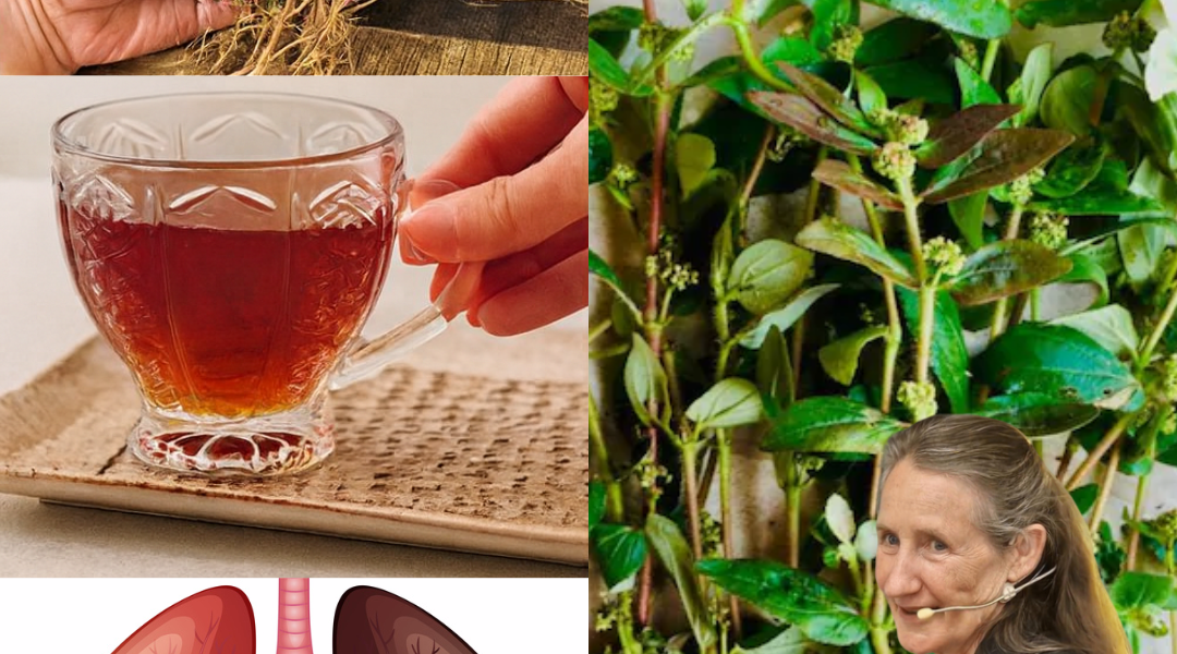 🌿 Unlock the Healing Power of Asthma Plant Tea: 16 Astonishing Benefits of Euphorbia hirta 🌿 Unlock the Healing Power of Asthma Plant Tea: 16 Astonishing Benefits of Euphorbia hirta