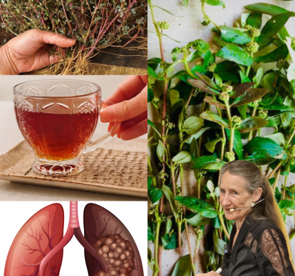 🌿 Unlock the Healing Power of Asthma Plant Tea: 16 Astonishing Benefits of Euphorbia hirta 🌿 Unlock the Healing Power of Asthma Plant Tea: 16 Astonishing Benefits of Euphorbia hirta