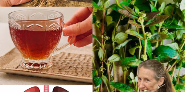 🌿 Unlock the Healing Power of Asthma Plant Tea: 16 Astonishing Benefits of Euphorbia hirta 🌿 Unlock the Healing Power of Asthma Plant Tea: 16 Astonishing Benefits of Euphorbia hirta