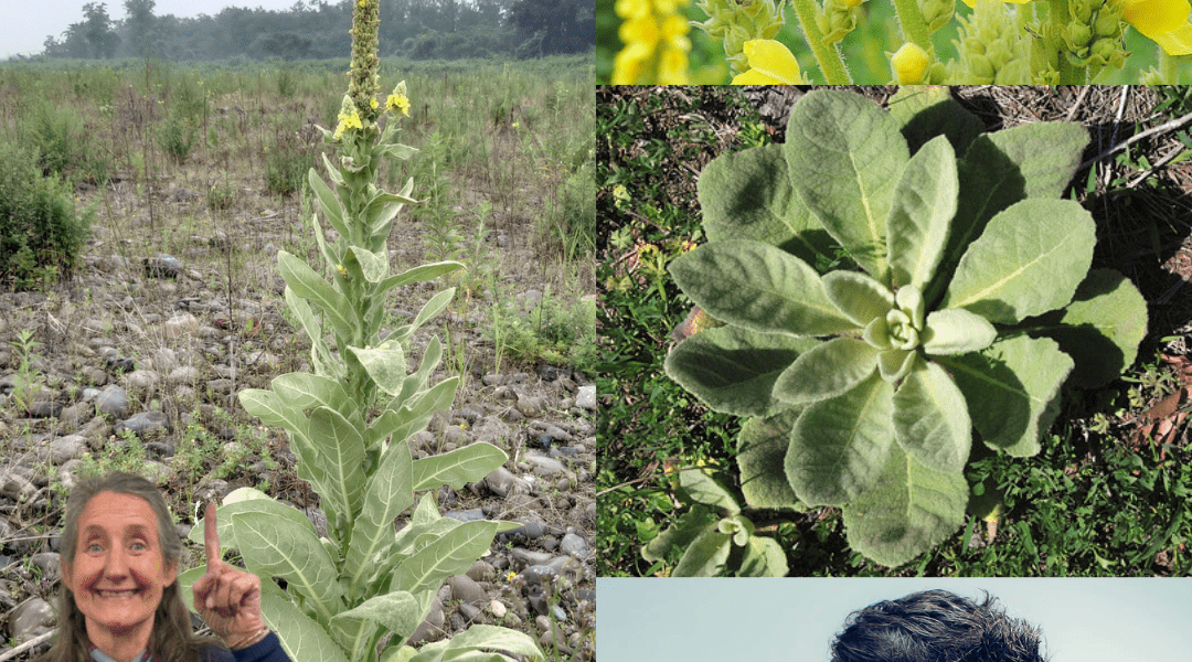 🌿 The Enigmatic Common Mullein: Nature’s Towering Wonder 🌿 The Enigmatic Common Mullein: Nature’s Towering Wonder