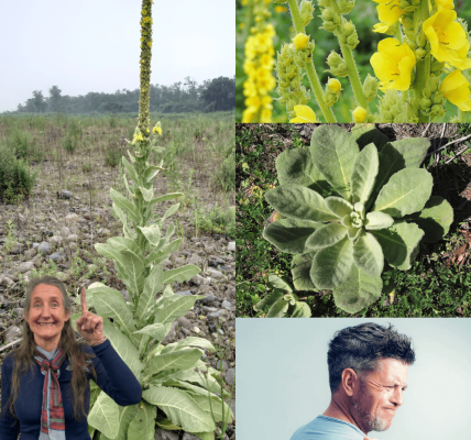 🌿 The Enigmatic Common Mullein: Nature’s Towering Wonder 🌿 The Enigmatic Common Mullein: Nature’s Towering Wonder