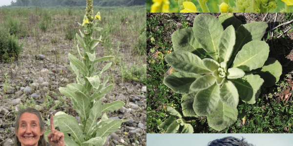 🌿 The Enigmatic Common Mullein: Nature’s Towering Wonder