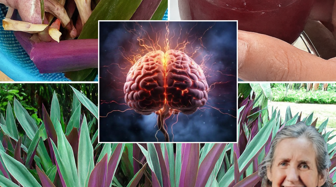 🌿 Unlock the Hidden Power of Purple Maguey: Nature’s Vibrant Healer 🌿 Unlock the Hidden Power of Purple Maguey: Nature’s Vibrant Healer