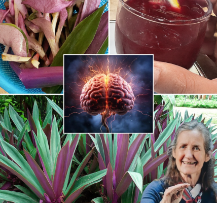 🌿 Unlock the Hidden Power of Purple Maguey: Nature’s Vibrant Healer 🌿 Unlock the Hidden Power of Purple Maguey: Nature’s Vibrant Healer