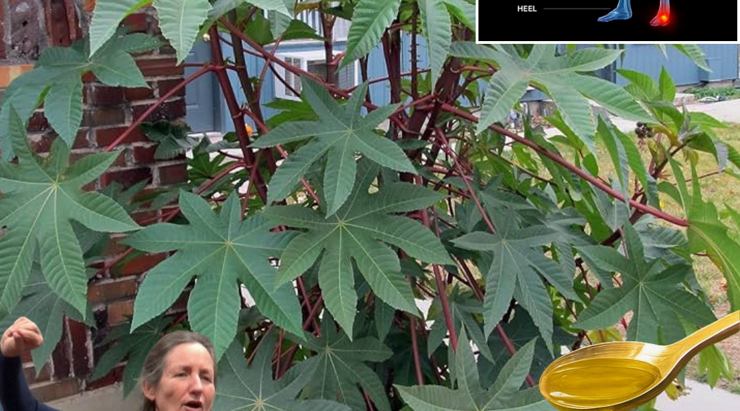 🌿 Unveiling the Power of Castor Leaves: 12 Hidden Health Benefits You Need to Know 🌿 Unveiling the Power of Castor Leaves: 12 Hidden Health Benefits You Need to Know