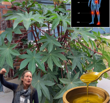 🌿 Unveiling the Power of Castor Leaves: 12 Hidden Health Benefits You Need to Know 🌿 Unveiling the Power of Castor Leaves: 12 Hidden Health Benefits You Need to Know