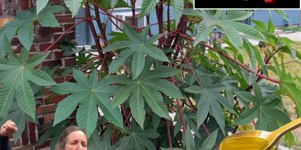 🌿 Unveiling the Power of Castor Leaves: 12 Hidden Health Benefits You Need to Know 🌿 Unveiling the Power of Castor Leaves: 12 Hidden Health Benefits You Need to Know