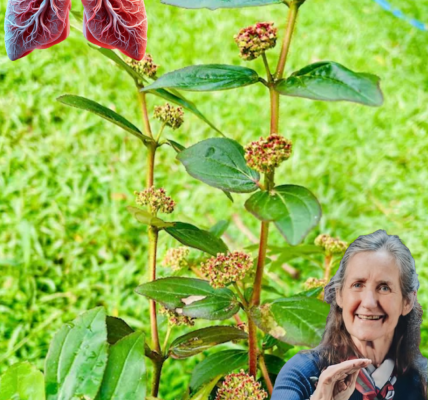 🌿 Discover the Astonishing Powers of Euphorbia Hirta: Nature’s Hidden Gem for Your Health 🌿 Discover the Astonishing Powers of Euphorbia Hirta: Nature’s Hidden Gem for Your Health