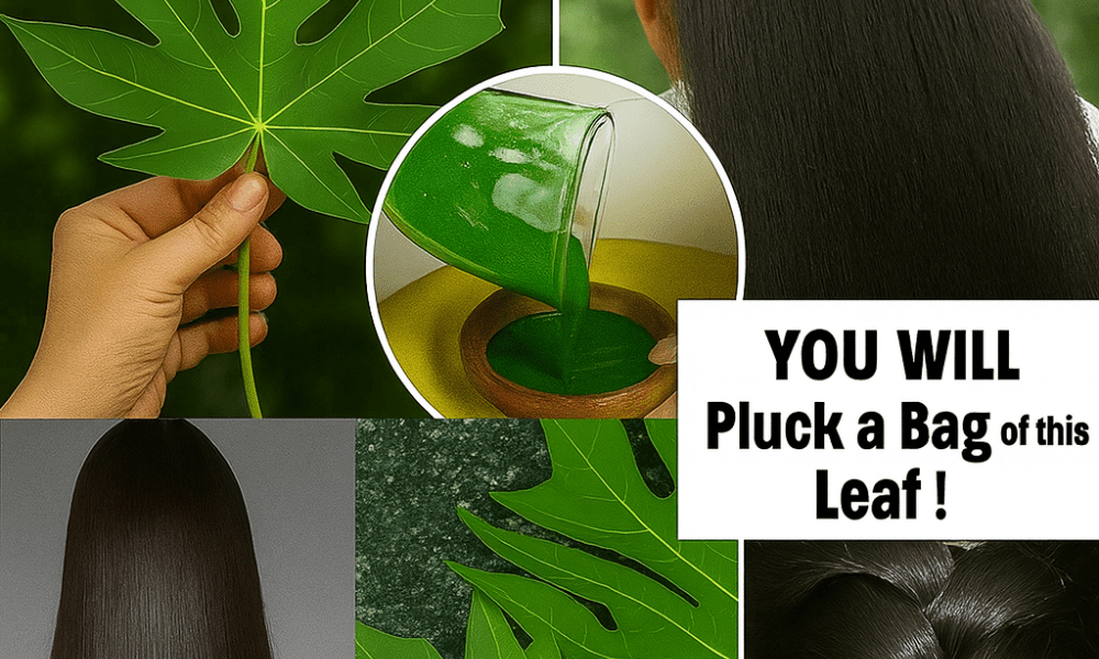 Can Papaya Leaves Reverse Gray Hair Naturally? Discover Nature’s Hidden Gem for Vibrant Locks Can Papaya Leaves Reverse Gray Hair Naturally? Discover Nature’s Hidden Gem for Vibrant Locks