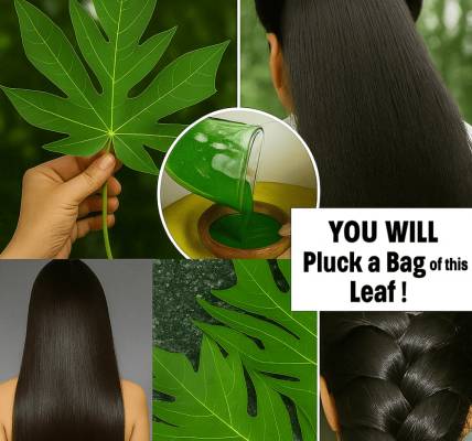 Can Papaya Leaves Reverse Gray Hair Naturally? Discover Nature’s Hidden Gem for Vibrant Locks Can Papaya Leaves Reverse Gray Hair Naturally? Discover Nature’s Hidden Gem for Vibrant Locks